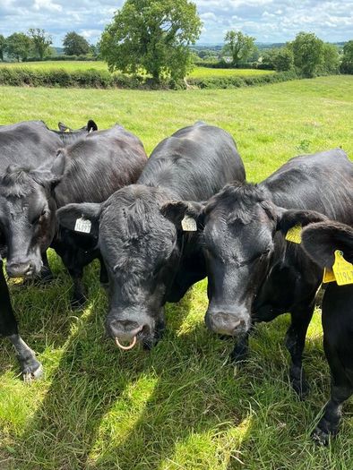 Aberdeen Angus Bull