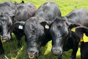 AA Bull