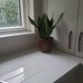 Dracaena Burundii multi stem. Image 4