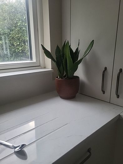 Dracaena Burundii multi stem.