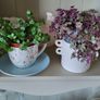 House Plants Image 5