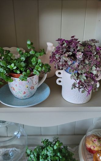 Trailing House Plants.