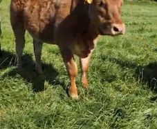 Claddagh McCabe heifer
