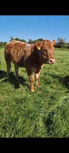 Claddagh McCabe heifer