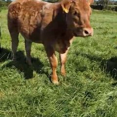 Claddagh McCabe heifer