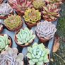 Tray of mixed indoor succulents Image 4