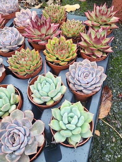Tray of mixed indoor succulents