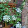 Hydrangea Image 4