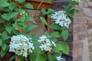 Hydrangea