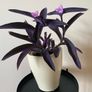 Houseplant Tradescantia Purple Heart/ Pallida Image 2