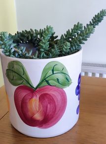 Plant Sedum Buritto