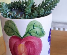 Plant Sedum Buritto