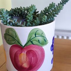 Plant Sedum Buritto