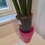Sansevieria Cylindrica planter Image 5