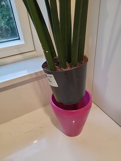 Sansevieria Cylindrica planter