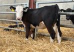 Hereford and Simmental Heifers
