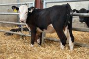 Hereford and Simmental Heifers