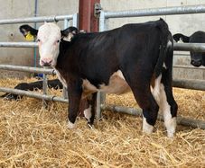 Hereford and Simmental Heifers