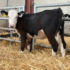 Hereford and Simmental Heifers