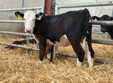 Hereford and Simmental Heifers