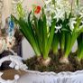 ShabbyChic Old Vintage Display Piece.. Image 10