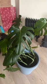 Large Monstera / Swiss Cheese Plant