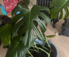 Large Monstera / Swiss Cheese Plant
