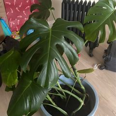 Large Monstera / Swiss Cheese Plant