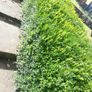 Box Hedging Image 5