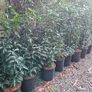 4ft Portuguese laurel hedging Image 2
