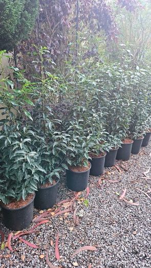 4ft Portuguese laurel hedging