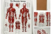 The Muscular System Anatomy Poster (Framed)