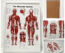 The Muscular System Anatomy Poster (Framed)
