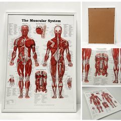 The Muscular System Anatomy Poster (Framed)