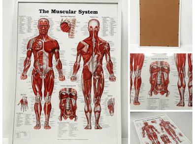 The Muscular System Anatomy Poster (Framed)