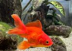 goldfish