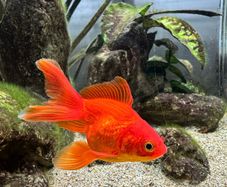 goldfish