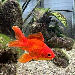goldfish