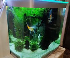 fluval fishtank 150 litre