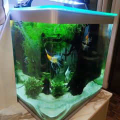 fluval fishtank 150 litre