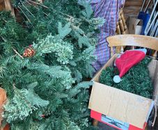 christmas tree