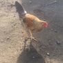 Chickens Image 2