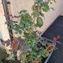 Mature rose plant Image 3