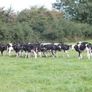 10 Pedigree registered Fr heifer calves Image 6