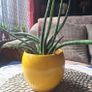 Sansevieria Cylindrica with Yellow Pot Image 4