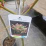flamingo tree's Salix  willow Image 5
