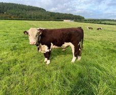 Pedigree Hereford Bull