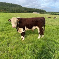 Pedigree Hereford Bull