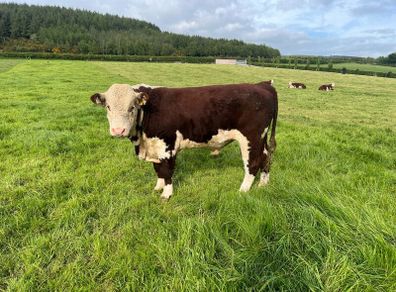 Pedigree Hereford Bull