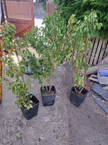 Portuguese Laurel
